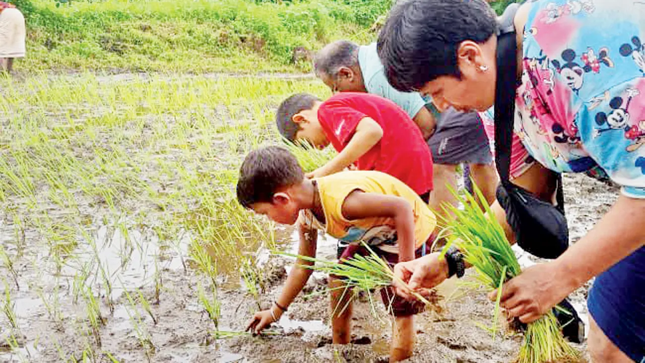 Attend this interesting tour in Aarey to learn intricacies of paddy cultivation